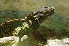 Hydrosaurus pustulatus