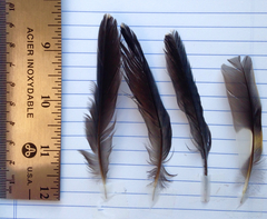 Ixoreus naevius carlottae