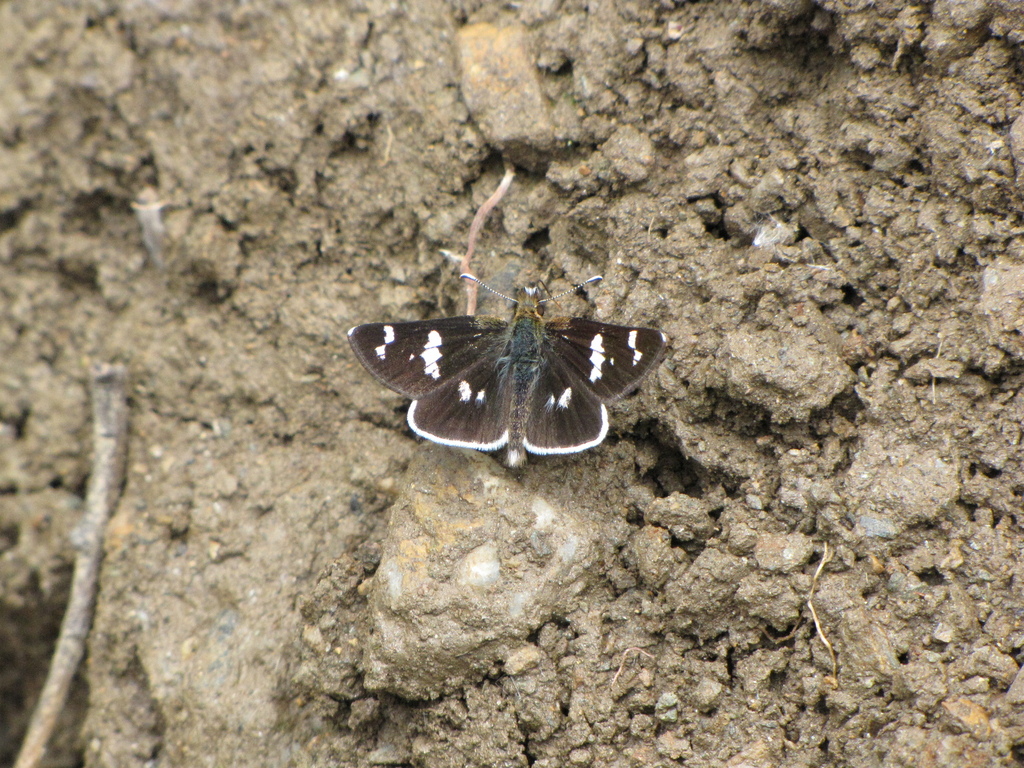 Carterocephalus niveomaculatus