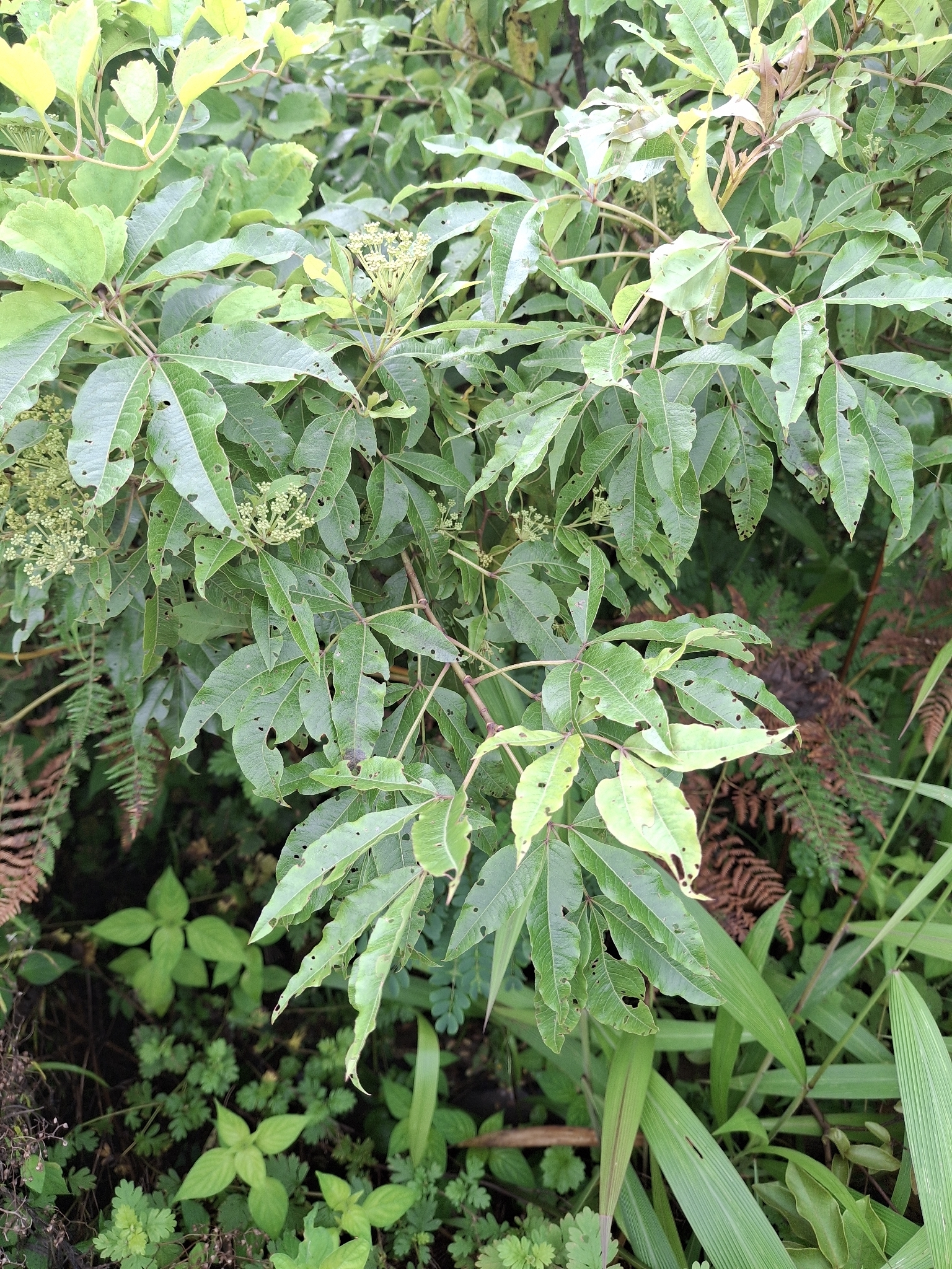 Imagem de Heteromorpha arborescens