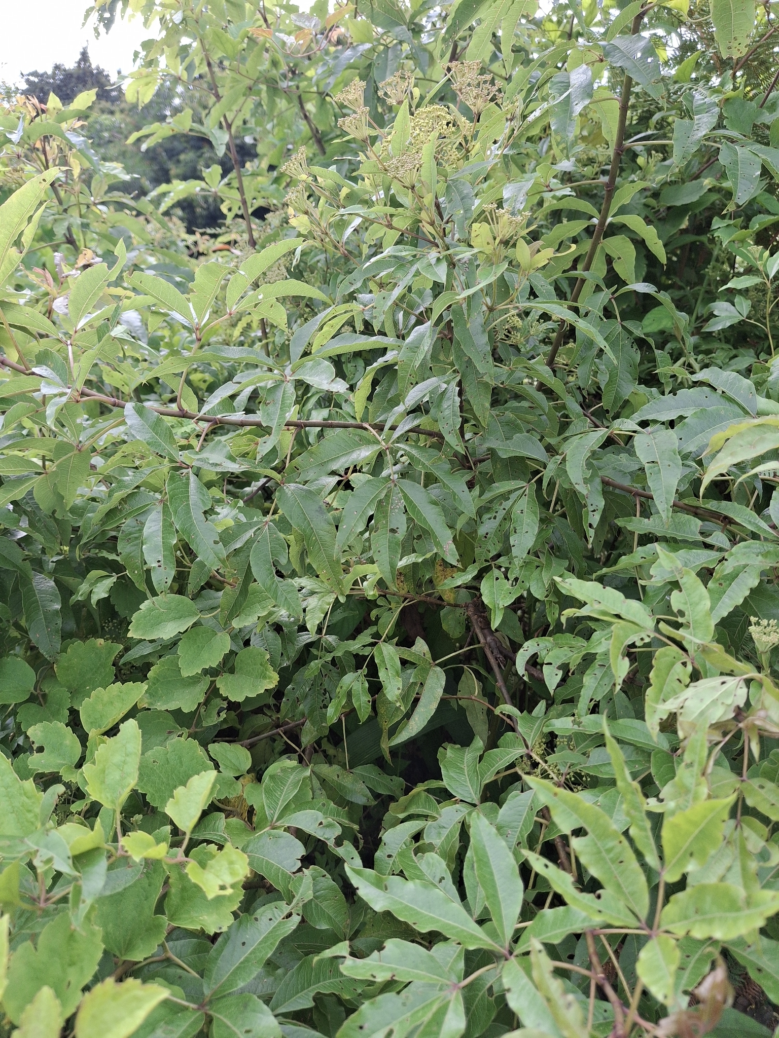 Imagem de Heteromorpha arborescens
