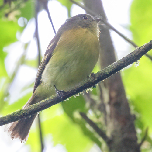 Handsome Flycatcher (Nephelomyias pulcher), photo 4