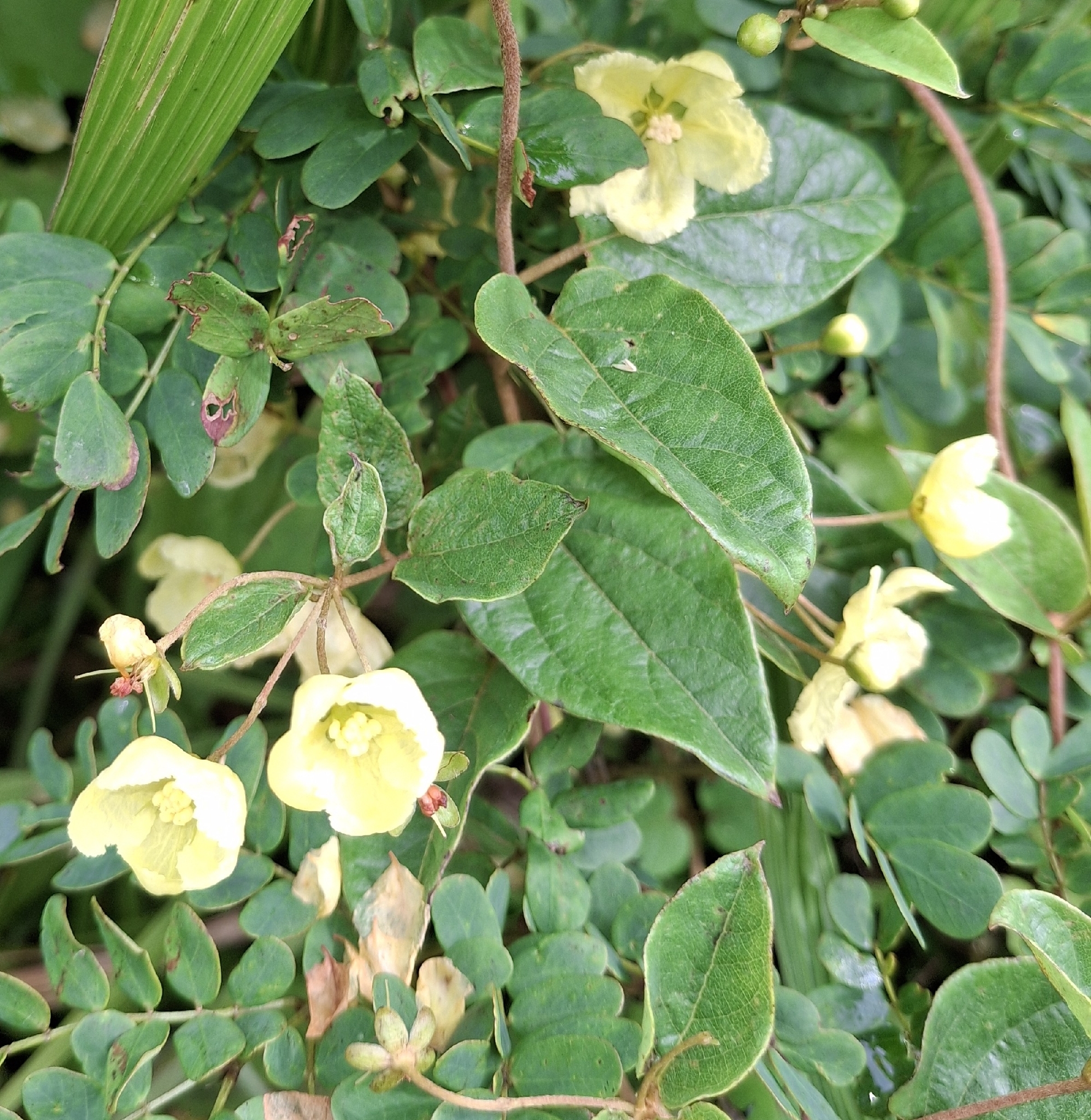 Imagem de Sphedamnocarpus pruriens