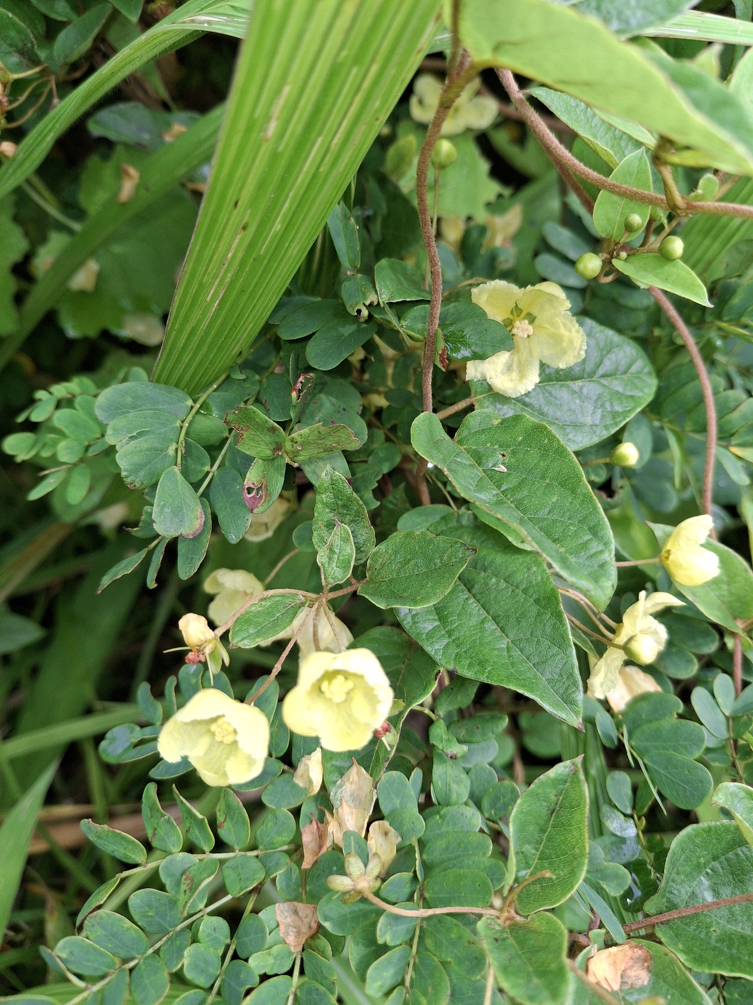Imagem de Sphedamnocarpus pruriens