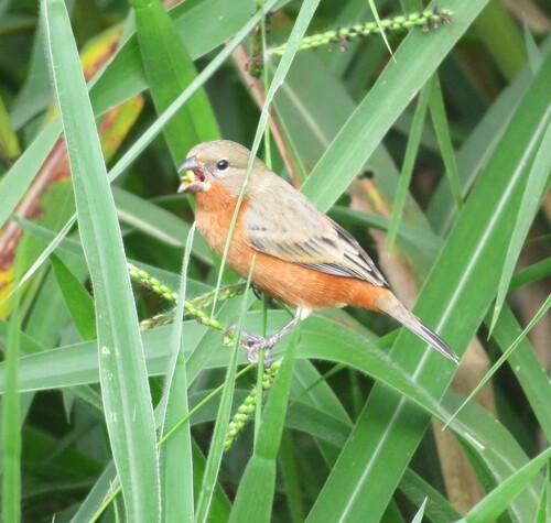 Ruddy-breasted Seedeater (Sporophila minuta), photo 1
