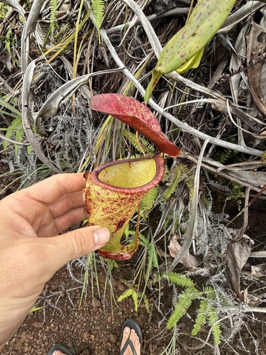 Nepenthes neoguineensis