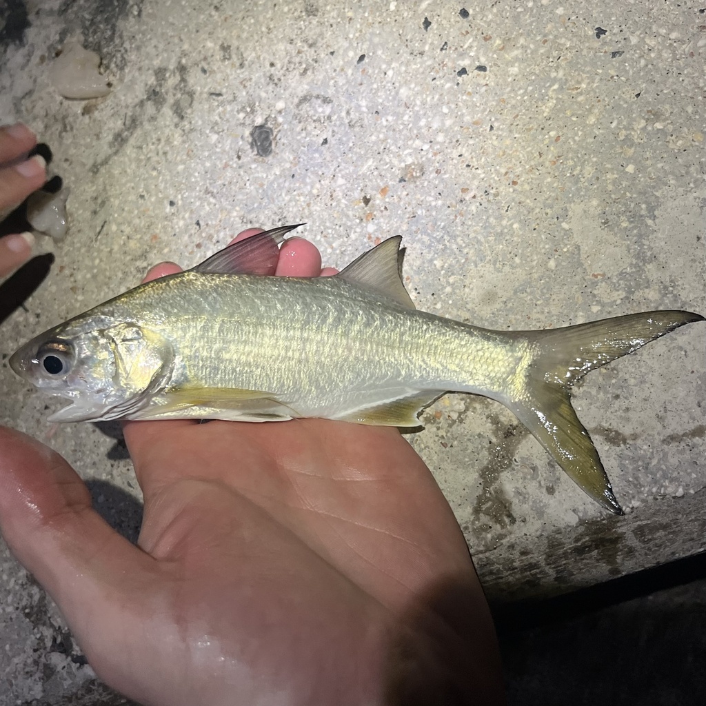 Barbu (Polydactylus virginicus) — Polynemidae
