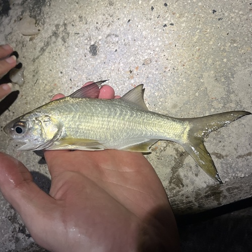 Barbu (Polydactylus virginicus) — Polynemidae