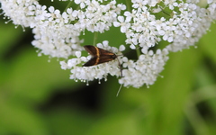 Nemophora degeerella