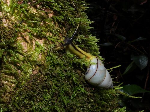 Lignus solimanus