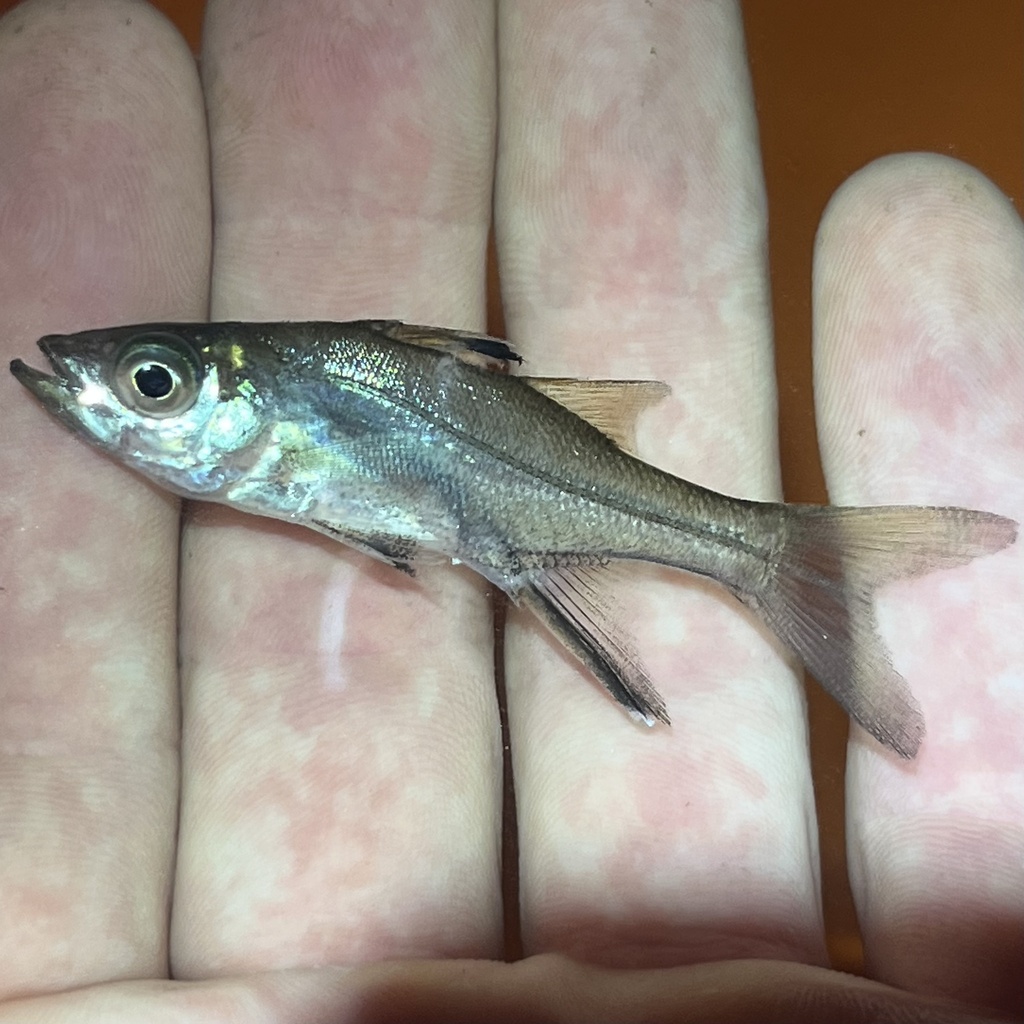 Blackfin snook (Centropomus pectinatus) — Centropomidae