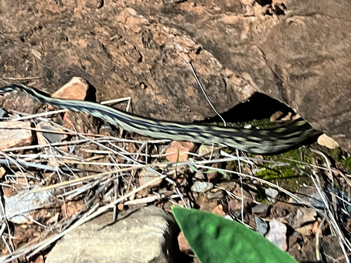 Southern African Python
