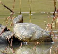 Kinosternon hirtipes