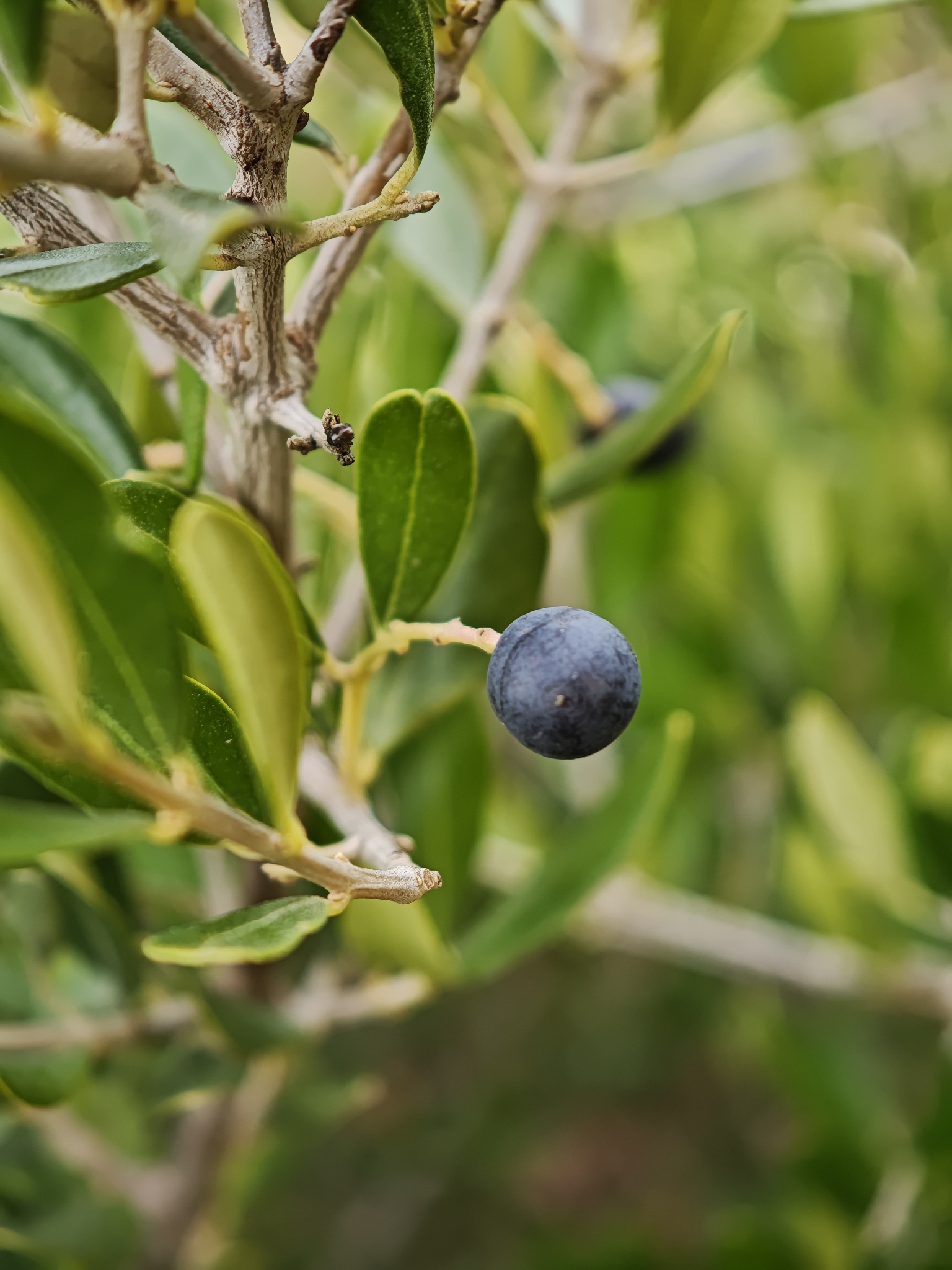 European Olive (Olea europaea subsp. europaea)