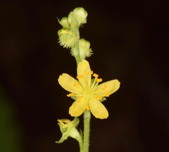 Agrimonia rostellata