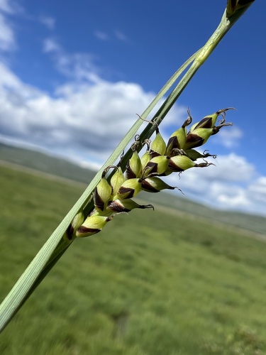 grass-like sedge (Carex panicea)