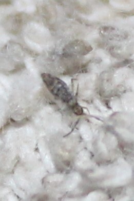Entomobrya intermedia G.Brook, 1884