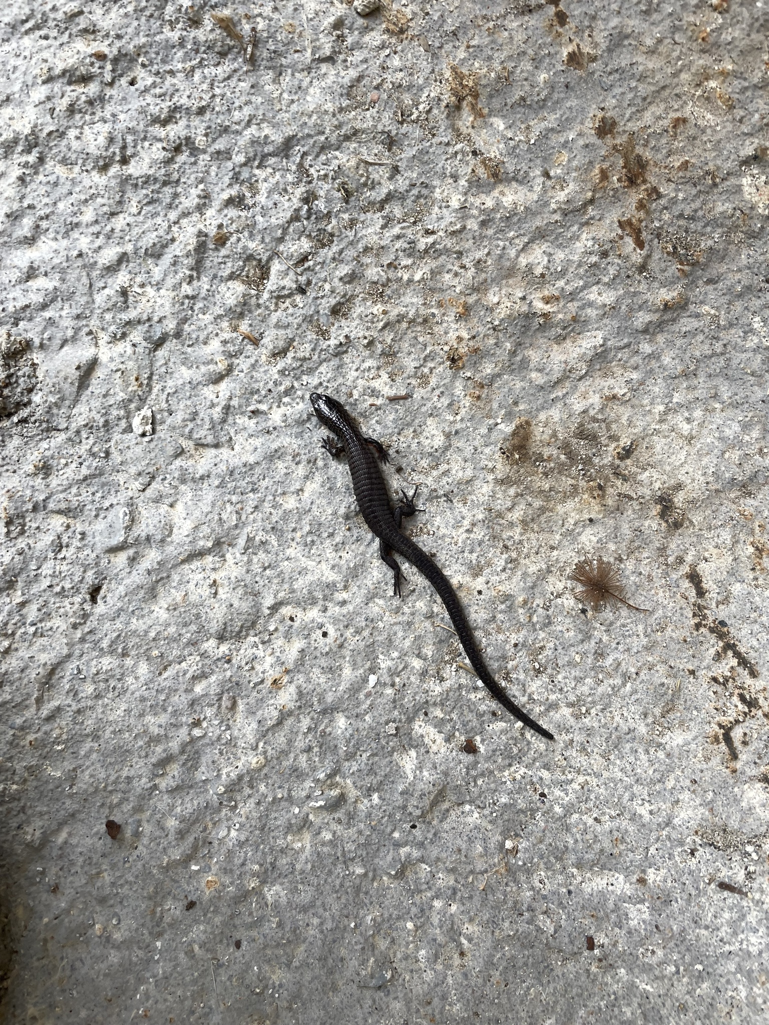 Colombian Lightbulb Lizard photo 3