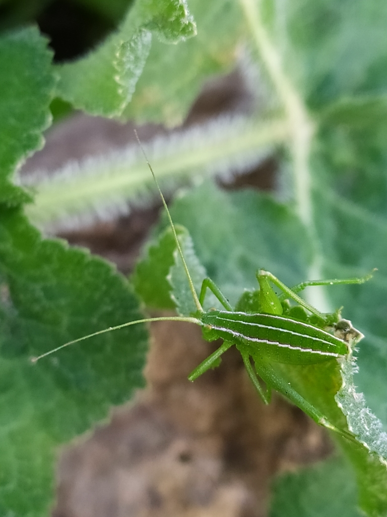 Odontura stenoxypha