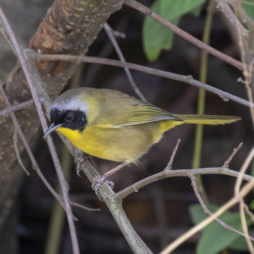 Hooded Yellowthroat (Geothlypis nelsoni), photo 3