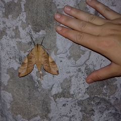 Clanis