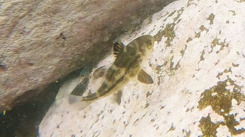 Banded croaker (Cheilotrema fasciatum) — Sciaenidae