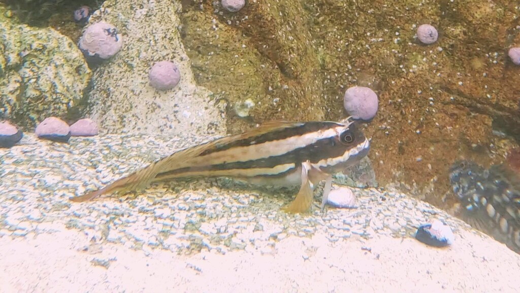 Giant blenny (Scartichthys gigas) — Blenniidae