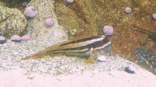 Giant blenny (Scartichthys gigas) — Blenniidae