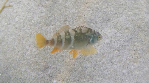 Peruvian morwong (Cheilodactylus variegatus) — Cheilodactylidae