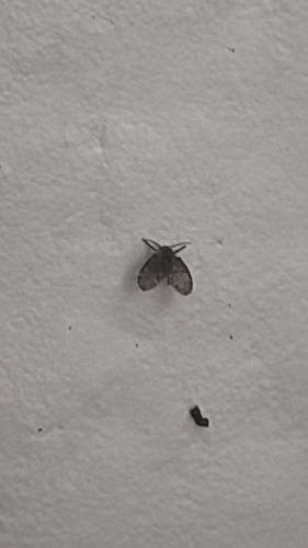 Unknown species found near Ridge Trail, Immokalee, FL, US