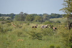 Damaliscus pygargus phillipsi