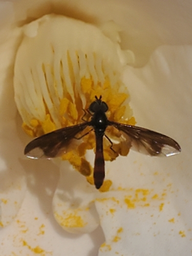 Unknown species found near Folly Rd / Camp Rd NB, James Island, SC 29412, USA