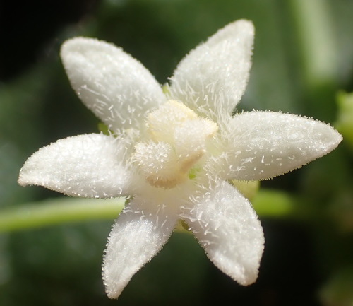 Wild Cucumber (Zehneria scabra)