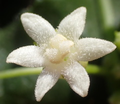 Cape Zehn (Zehneria scabra)