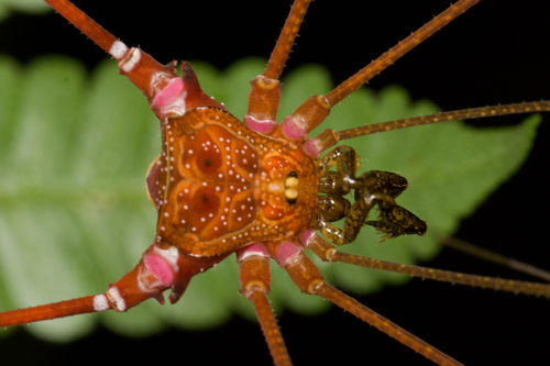 daddy longlegs
