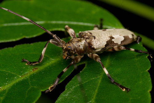 Oreodera omissa
