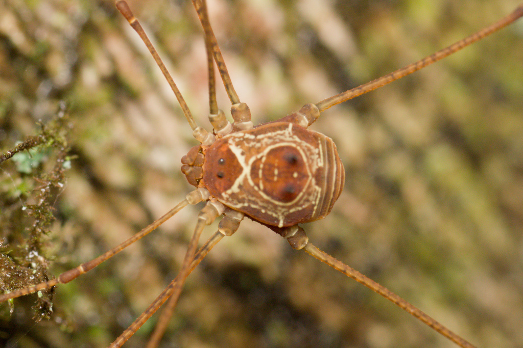 Paecilaema preciosum