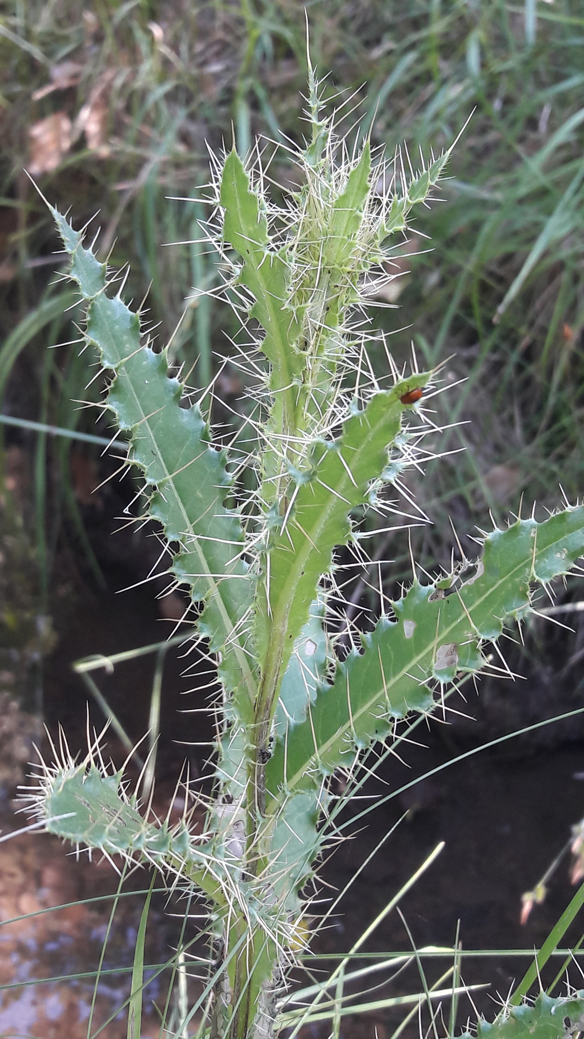 Cirsium pyrenaicum