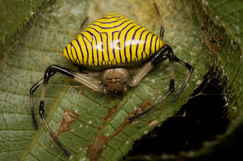 Verrucosa zebra