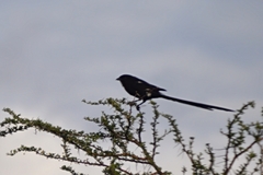 Lanius melanoleucus