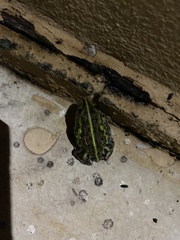 Pyxicephalus adspersus