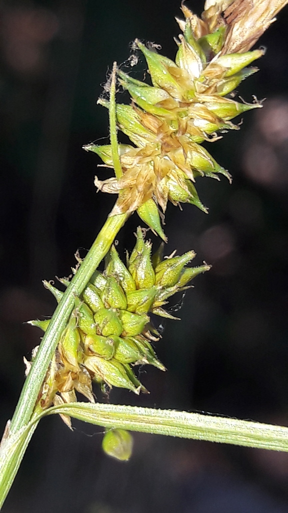Carex mairei