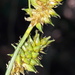 Carex mairei - Photo 由 Javier Peralta de Andrés 所上傳的 (c) Javier Peralta de Andrés，保留部份權利CC BY-NC