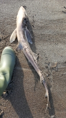 Mustelus henlei