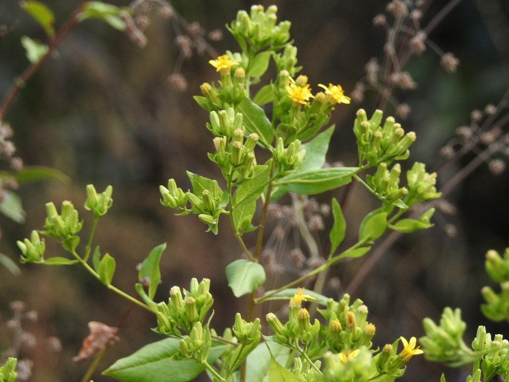 Trixis chiapensis