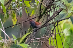 Thamnophilus tenuepunctatus