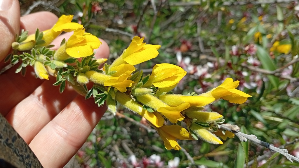 Chamaecytisus lindemannii; photograph author not stated, no rights reserved