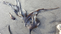 Laminaria setchellii