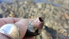 Megabalanus californicus