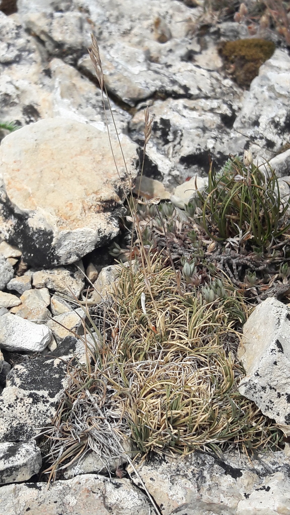 Festuca hystrix